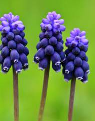 Muscari neglectum