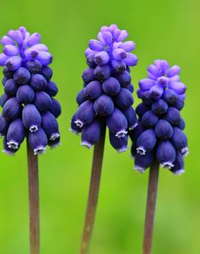 Fotografia 1 da espécie Muscari neglectum no Jardim Botânico UTAD