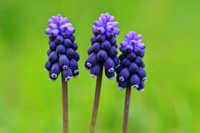 Fotografia da espécie Muscari neglectum