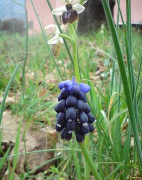 Fotografia 11 da espécie Muscari neglectum no Jardim Botânico UTAD