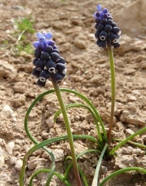 Fotografia 12 da espécie Muscari neglectum no Jardim Botânico UTAD