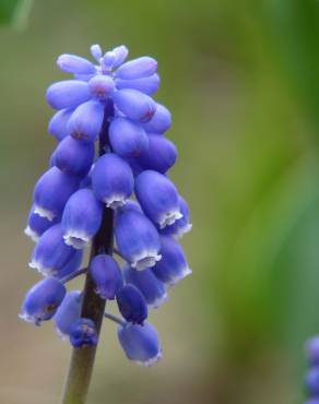 Fotografia 13 da espécie Muscari neglectum no Jardim Botânico UTAD