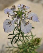 Fotografia da espécie Nigella gallica