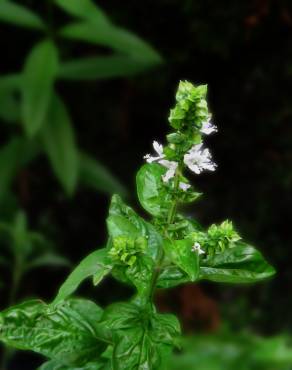 Fotografia 3 da espécie Ocimum basilicum no Jardim Botânico UTAD