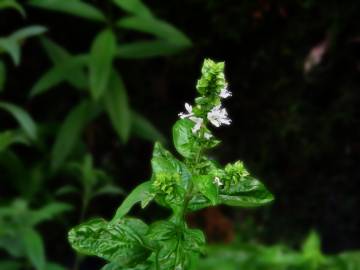 Fotografia da espécie Ocimum basilicum