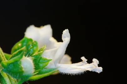 Fotografia da espécie Ocimum basilicum