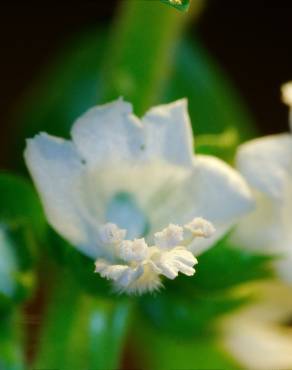 Fotografia 5 da espécie Ocimum basilicum no Jardim Botânico UTAD