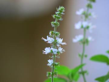 Fotografia da espécie Ocimum basilicum