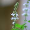 Fotografia 6 da espécie Ocimum basilicum do Jardim Botânico UTAD