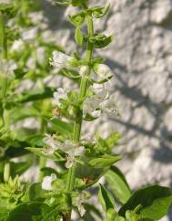 Ocimum basilicum