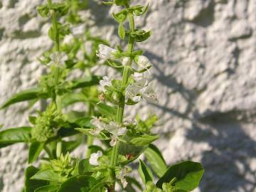 Fotografia da espécie Ocimum basilicum