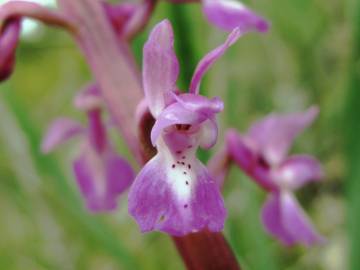 Fotografia da espécie Orchis olbiensis