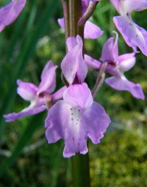 Fotografia 3 da espécie Orchis olbiensis no Jardim Botânico UTAD