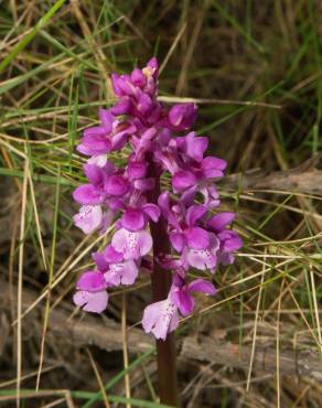 Fotografia 4 da espécie Orchis olbiensis no Jardim Botânico UTAD