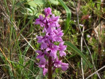 Fotografia da espécie Orchis olbiensis