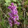 Fotografia 5 da espécie Orchis olbiensis do Jardim Botânico UTAD