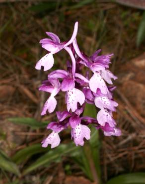 Fotografia 6 da espécie Orchis olbiensis no Jardim Botânico UTAD