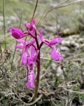 Fotografia 7 da espécie Orchis olbiensis no Jardim Botânico UTAD