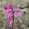 Fotografia 7 da espécie Orchis olbiensis do Jardim Botânico UTAD