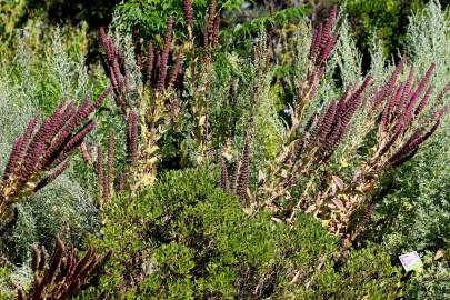 Fotografia da espécie Nepeta tuberosa