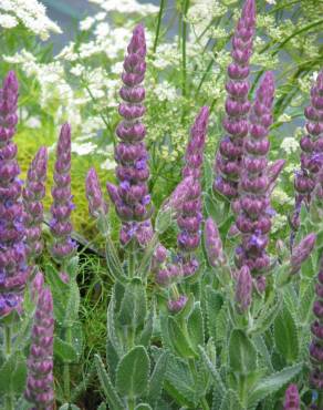 Fotografia 3 da espécie Nepeta tuberosa no Jardim Botânico UTAD