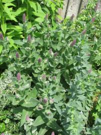 Fotografia da espécie Nepeta tuberosa