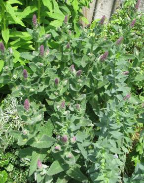 Fotografia 4 da espécie Nepeta tuberosa no Jardim Botânico UTAD