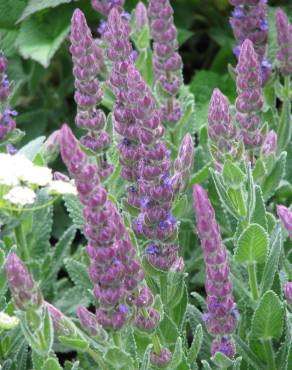 Fotografia 5 da espécie Nepeta tuberosa no Jardim Botânico UTAD