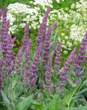 Fotografia 1 da espécie Nepeta tuberosa no Jardim Botânico UTAD