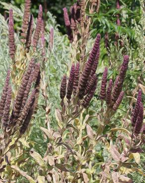 Fotografia 6 da espécie Nepeta tuberosa no Jardim Botânico UTAD