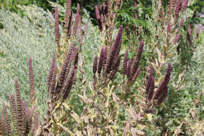 Fotografia da espécie Nepeta tuberosa