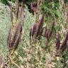 Fotografia 6 da espécie Nepeta tuberosa do Jardim Botânico UTAD