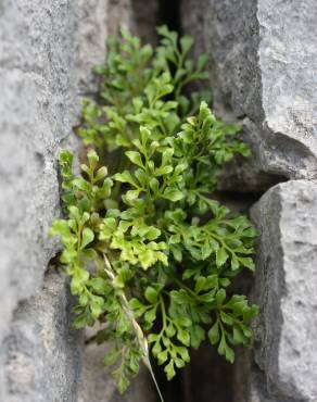 Fotografia 10 da espécie Asplenium ruta-muraria subesp. ruta-muraria no Jardim Botânico UTAD