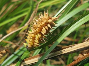 Fotografia da espécie Carex otrubae