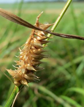 Fotografia 3 da espécie Carex otrubae no Jardim Botânico UTAD