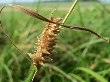 Fotografia da espécie Carex otrubae