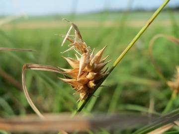 Fotografia da espécie Carex otrubae