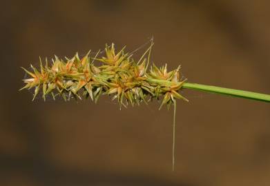 Fotografia da espécie Carex otrubae