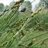 Fotografia 7 da espécie Carex otrubae do Jardim Botânico UTAD