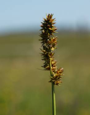 Fotografia 9 da espécie Carex otrubae no Jardim Botânico UTAD