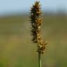 Fotografia 9 da espécie Carex otrubae do Jardim Botânico UTAD