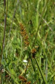 Fotografia da espécie Carex otrubae