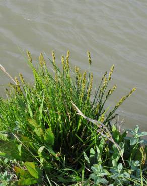 Fotografia 1 da espécie Carex otrubae no Jardim Botânico UTAD