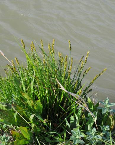 Fotografia de capa Carex otrubae - do Jardim Botânico