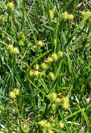 Fotografia da espécie Carex flava