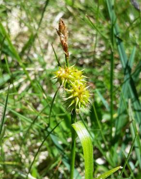 Fotografia 5 da espécie Carex flava no Jardim Botânico UTAD