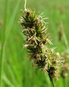 Fotografia 1 da espécie Carex cuprina no Jardim Botânico UTAD