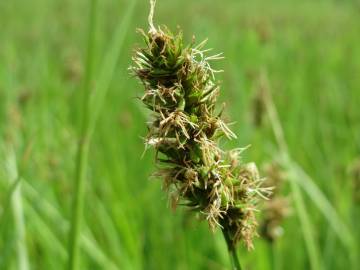 Fotografia da espécie Carex cuprina