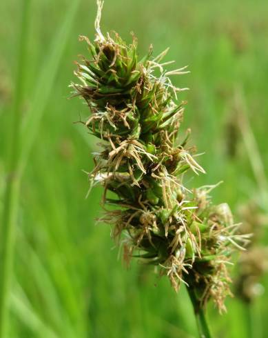 Fotografia de capa Carex cuprina - do Jardim Botânico