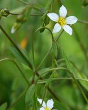 Fotografia da espécie Linum catharticum